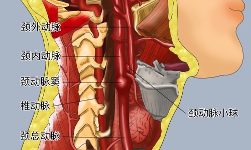 大青叶粉洗面的功效和作用-大青叶粉洗面的功效网—知名的大青叶洗脸的作用与功效网站,分享大青叶粉洗面的功效和作用知识