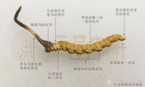 大青叶粉洗面的功效网—知名的大青叶洗脸的作用与功效网站,分享大青叶粉洗面的功效和作用知识